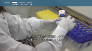 Expi293 Transient HEK 293 Expression Protocol 日本語字幕付 [upl. by Jary]