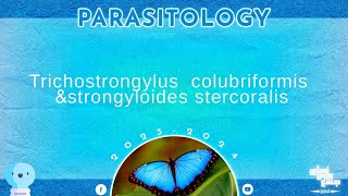 L6 part 1 Trichostrongylus colubriformis and strongyloides stercoralis Parasitology [upl. by Anitnas979]