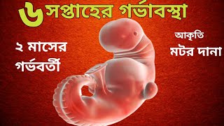 ৬ সপ্তাহ গর্ভাবস্থায় শিশুর গঠন6 weeks pregnancy bangla২ মাসের গর্ভবর্তী6 weeks pregnant [upl. by Trab]