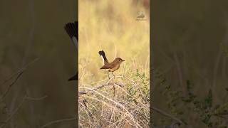 صائد الذباب احمر الصدرRedbreasted flycatcherflycatcher birds [upl. by Balliett]