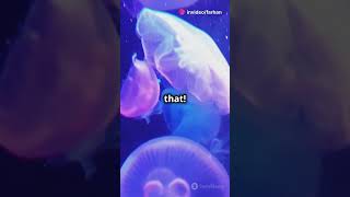 Jellyfish Have Been on Earth for Over 500 Million Years facts jellyfish [upl. by Rusel]