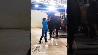 Giant Holstein Friesian bull dwarfing a five foot man [upl. by Bergman]