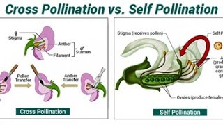 ADAPTATION FOR SELF AND CROSS POLLINATION I POLLINATION FERTILIZATION DEVELOPMENT BIOLOGY CLASS 12 [upl. by Fin]