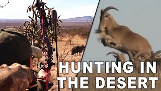 Wild Aoudad Sheep and Javelina Hunt in West Texas [upl. by Laidlaw963]