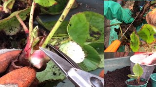 Dividing and Planting on Perennials Bergenia originalgardening gardeningin danori [upl. by Akiret]