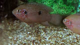 Fish babies Red Devil Cichlid 2019 [upl. by Iturk]