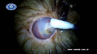 Corneal Melting in a Cat [upl. by Eimot]