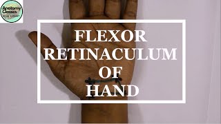 Surface Marking of Flexor Retinaculum of Hand [upl. by Ashia]