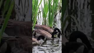 Canadian Geese Feeding Together on the Lake [upl. by Eilyac467]