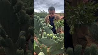 Cactus fruit farming satisfying [upl. by Doralyn]