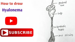 How to draw Hyalonema Diagram  Phylum Porifera  step by step  Easy diagram  hyalonema [upl. by Adiehsar]