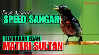 KOLIBRI NINJA GACOR FULL NEMBAK MATERI MEWAH  PANCINGAN KONIN BAHAN AGAR CEPAT EMOSI BONGKAR ISIAN [upl. by Josephson]