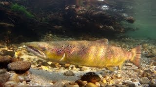 saltando salmones rio sella subida de salmon great rise of salmon in the river sealed pipe scale [upl. by Jonie858]