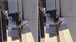 367 Collins St Falcons Chicks Stay Together as Parents Withhold Food in Prep for Fledge🦋2024 Nov 10 [upl. by Lleirbag]