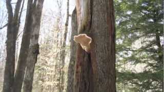 Medicinal Mushroom Hunt Chaga  RedBelted Polypore [upl. by Dyane]