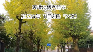 天理のイチョウ並木をドライブ🚙 2024年11月8日 Ginkgo tree row in Tenri [upl. by Milburr]