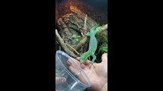 How to train your dragon Taming my green tree monitor lizard Varanus prasinus shorts [upl. by Scrivings]