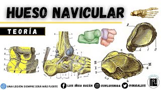 Anatomía Hueso Navicular o Escafoides  Caras Bordes Articulaciones Art de Chopart Ligamentos [upl. by Wilson323]