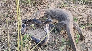 Cobra Snake Vs Giant Monitor Lizard  Cobra snake and giant Lizard fight in Forest  Wild Jogi Tv [upl. by Woolcott]