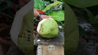 Master style peeling tender coconut  Awesome [upl. by Sheffy]