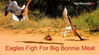 【Bird in Yala】Hawk Eagle and WhiteBellied Sea Eagle fight for bonny meat [upl. by Endo77]