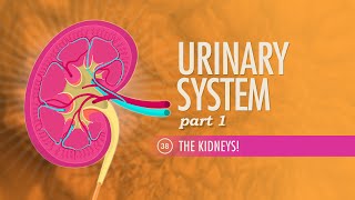 Urinary System Part 1 Crash Course Anatomy amp Physiology 38 [upl. by Ariet]