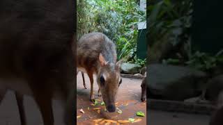 Ever seen a Chevrotain shorts facts mousedeer [upl. by Leiso971]