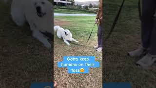 Huddart goldenretriever doglover comedy [upl. by Odab]