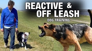 Off Leash Training and How To Handle Reactive Behavior [upl. by Dougie]