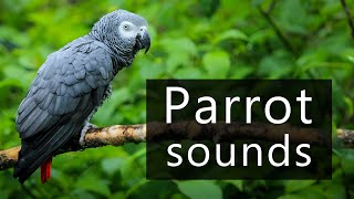 The sounds of African grey parrots recorded in the wild [upl. by Drauode936]