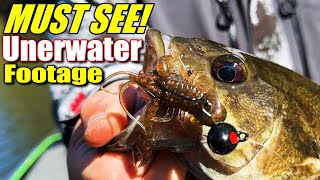 Bass Fishings Best Kept Secret for Fall and Winter Revealed [upl. by Inglis113]