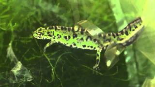 Triturus pygmaeus [upl. by Notsew]