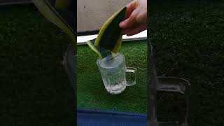 Snake Plant Propagation In Water [upl. by Oicnanev]