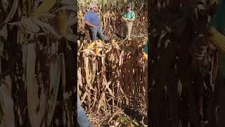 🌽 Agronomist discusses the reason behind small ears of corn farming [upl. by Sindee]