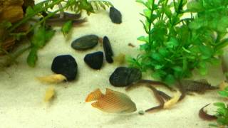 Black kuhli loaches feeding [upl. by Friedlander]