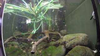 Looking up stream Xingu river tank [upl. by Raouf]