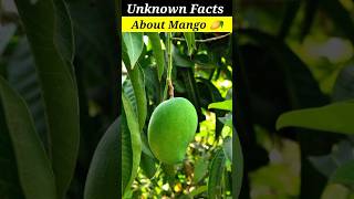 5 Unknown Facts About Mango mango facts fact intrestingfacts amazingfacts trending shorts [upl. by Hulbert]