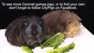 Coronet Guinea Pig information [upl. by Doone143]