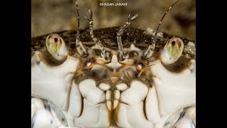 لقطات ليلية نادرة من ساحل بلاج الجزائر  البحرين 🦀 underwater shots from AlJazair Beach Bahrain [upl. by Orit]