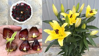 Thử nhân giống hoa Ly bằng củ  How to propagate lily at home [upl. by Aseretairam]