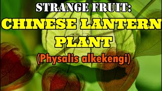 Strange Chinese Lantern Plant Physialis Alkekengi [upl. by Rena653]