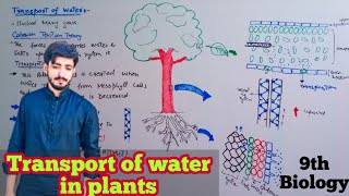 Transport in Plants  Cohesion Tension Theory  Biology 9th  Chapter 9 Transport [upl. by Ecirtahs]