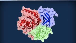 Biochimica strutturale  Proteine ed enzimi [upl. by Neumark]