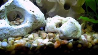 Kenyi Fry  cichlid babies [upl. by Ainosal]