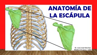 🥇 Anatomía de la ESCÁPULA Omóplato ¡Fácil Rápida y Sencilla [upl. by Whyte]