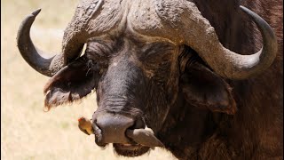 Redbilled Oxpeckers on African Buffalo [upl. by Remark]