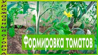 ФОРМИРОВКА ТОМАТА В ОДИНДВА И ТРИ СТЕБЛЯ [upl. by Malloch561]