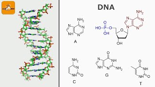 DNA Chemical composition and main functions [upl. by Ajram]