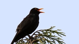 Song and calls of the Blackbird [upl. by Charmane]