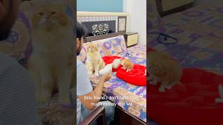 Billu amazing😜😜catcomedy billicomedy viralcat cat catshorts sajidcat catvideo [upl. by Groeg39]